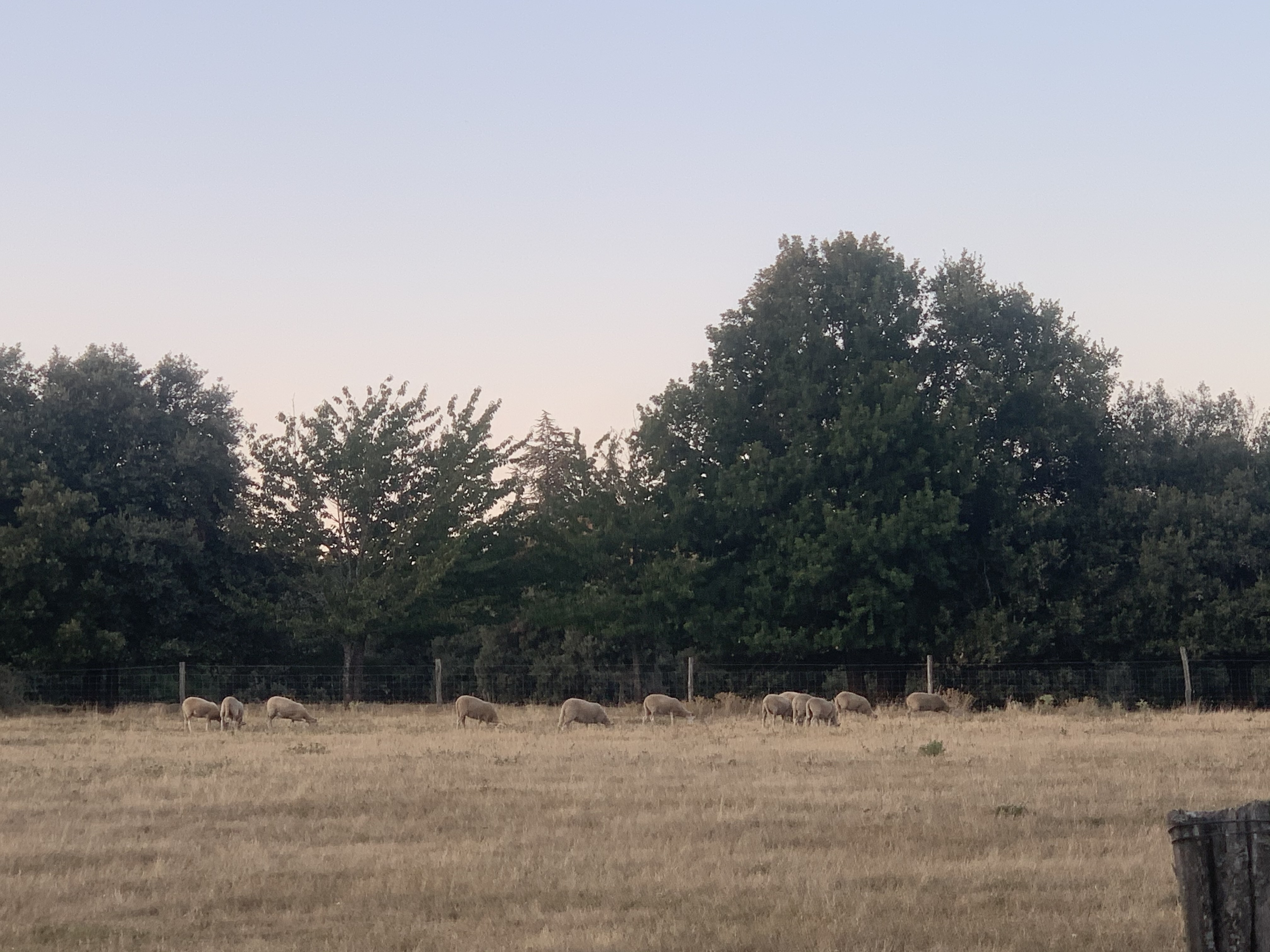 Des moutons lors d’un soir d’été